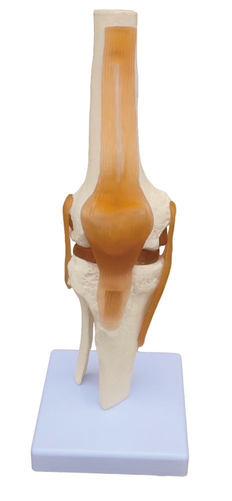 Inael Knee Joint Model