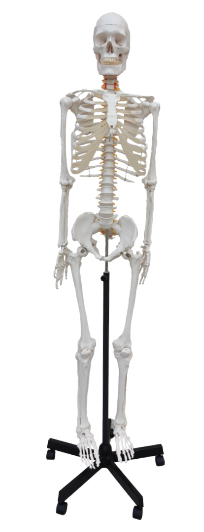 Inael Full-Body Skeleton Model
