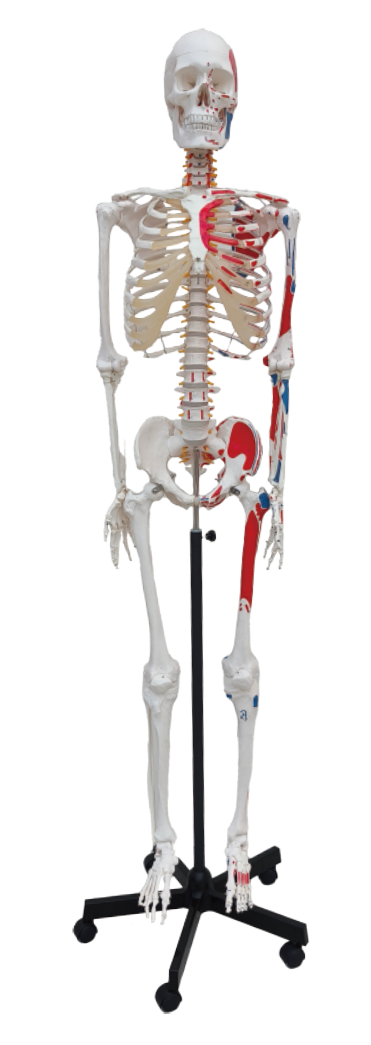 Inael Human Skeleton With Muscle Origin &amp; Insertion Points Model