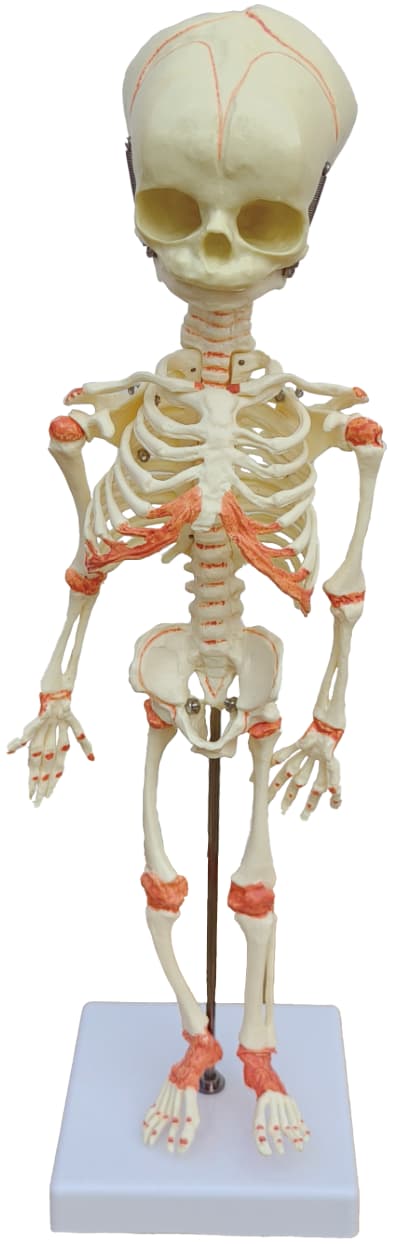 Inael Fetal Skeleton Model