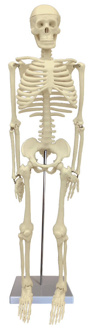 Inael Human Skeleton Model
