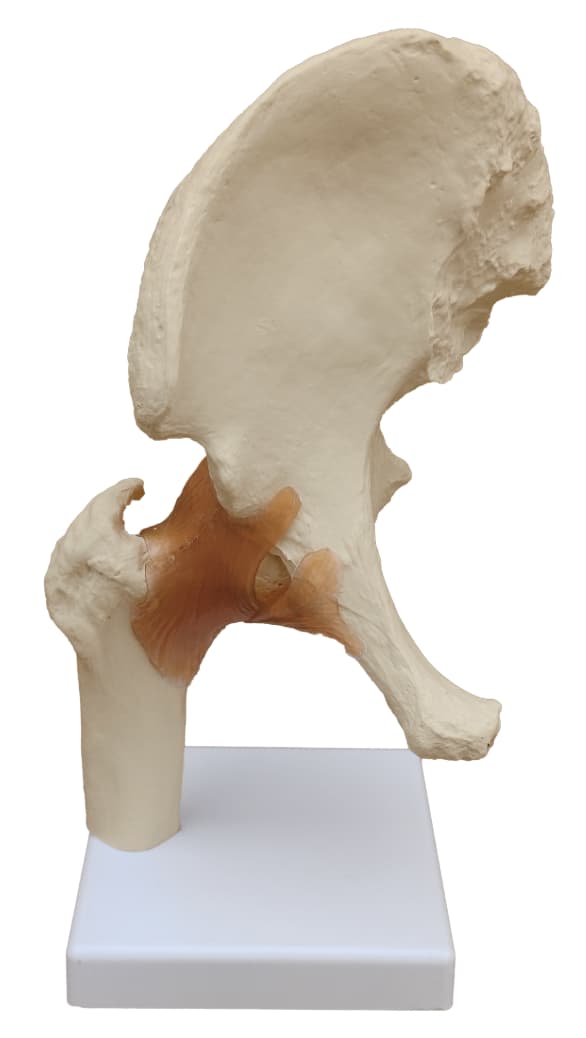 Inael Hip Joint Model